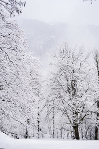 冬日森林里美丽的白雪覆盖的树木