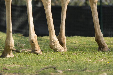 在野生动物园的长颈鹿图片