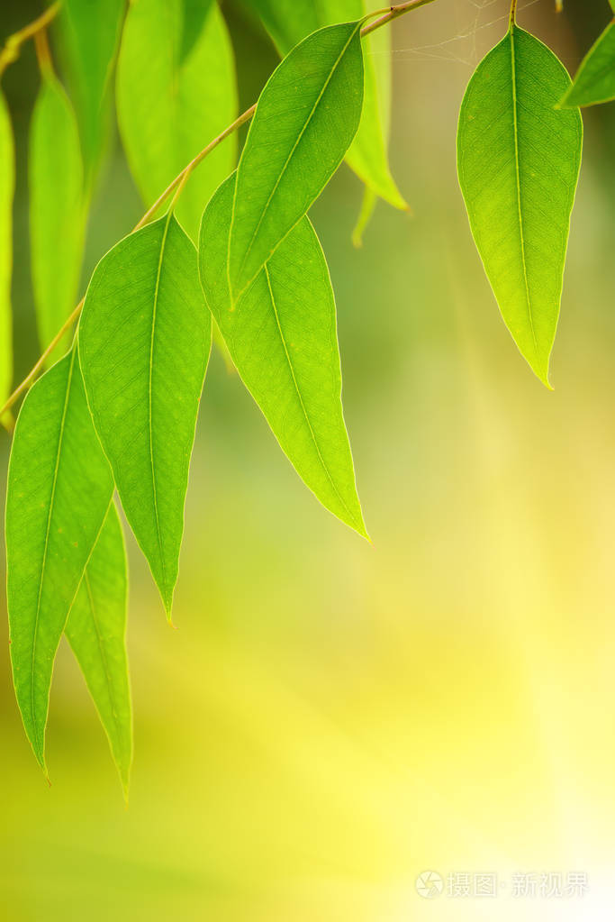 绿色的桉树叶