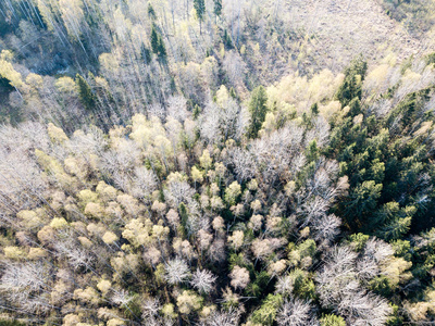 无人机图像。森林树木与沙的乡村鸟瞰图