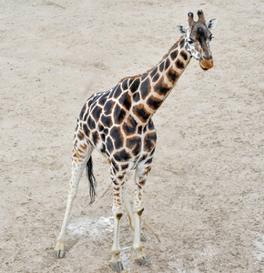 一个年轻的长颈鹿在动物园里散步。长颈鹿全长在自然背景。动物园或野生动物园