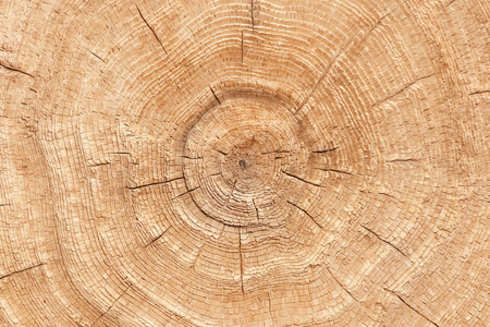 照片的木材纹理切割树干。特写