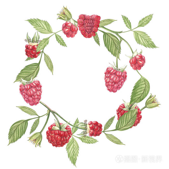 手绘的水彩花环在白色的背景树莓花 植物学插画照片 正版商用图片043rh1 摄图新视界 手绘的水彩花环在白色的背景树莓花 植物学插画照片 正版商用图片043rh1 摄图新视界