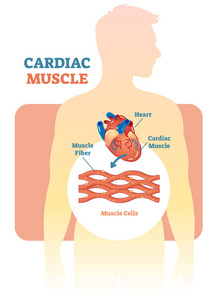 心脏解剖图高清图片