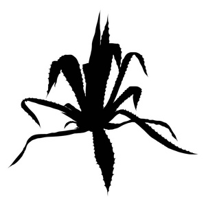 仙人掌剪影图片