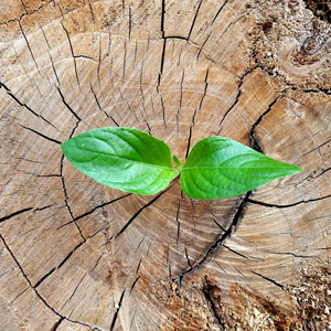 植物生长出一个树桩