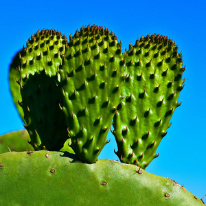 仙人掌叶子对蓝天的特写照片