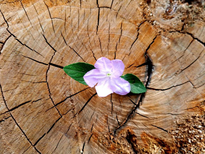 日志出植物生长出一个树桩照片