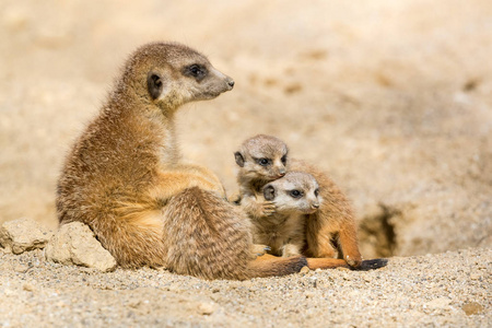 Suricate 母亲与她的小幼崽玩耍