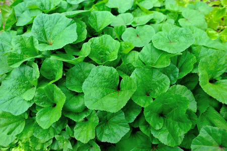 绿色冬苋菜植物在园林中的生长照片