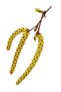 花粉森林图片 花粉森林素材 花粉森林插画 摄图新视界