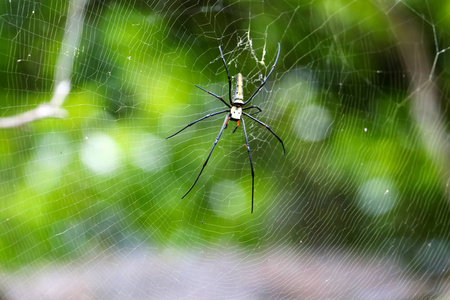 美丽的蜘蛛在花园的蜘蛛网上