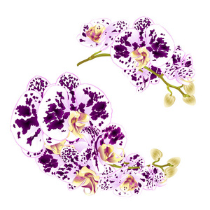 枝兰斑点花热带植物蝴蝶兰在白色背景集四老式矢量植物学插画设计手绘