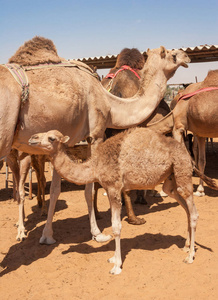 骆驼市场上的年轻骆驼