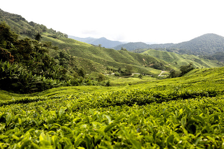 马来西亚金马伦高原的茶园