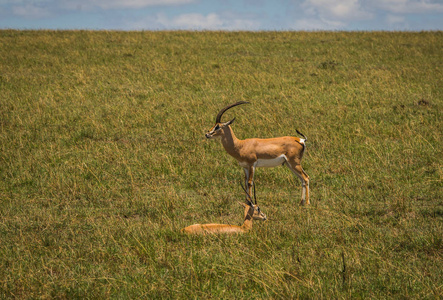 在肯尼亚马赛马拉的羚羊汤普森