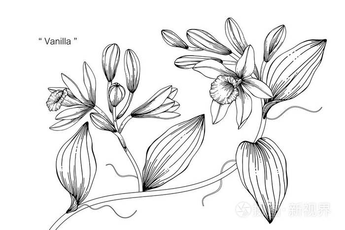 插画 香草花画插图.黑白相间的白色背景线条艺术.eps