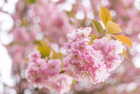 春天盛开的粉红色花朵