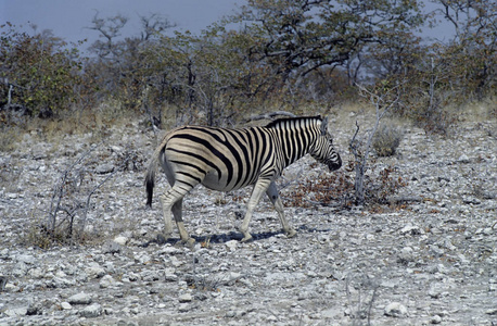 纳米比亚 Etosha 国家公园畔的平原斑马 马 burchellii