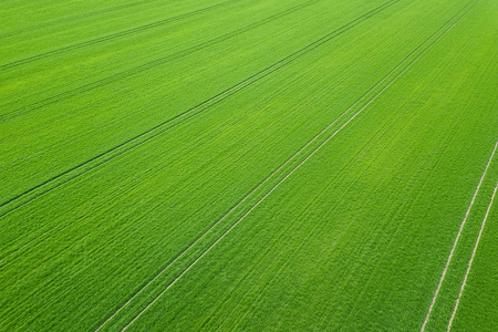 盘上的高绿小麦芽多种素食者健康饮食成分.