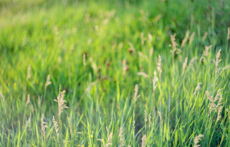 夏季草地上绿色多汁草的背景选择性聚焦浅景深