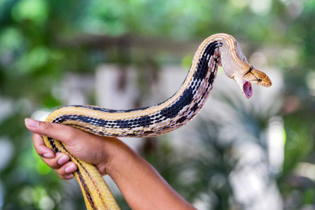 辐射 Ratsnakes, Copperheas 鼠 Sanake, 和行动激烈的恐怖