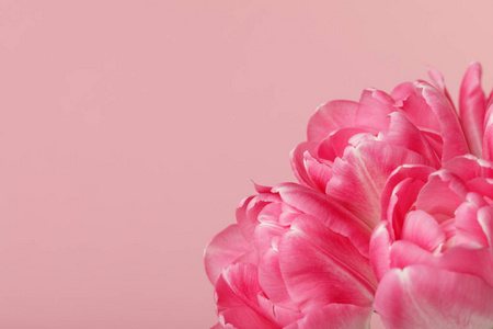 粉红色背景上的春天花朵粉红色的郁金香