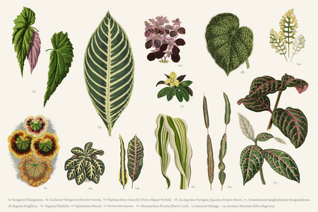 收集的叶子在 18251890 新的和稀有的美丽的叶植物。数字式增强从我们自己的1929版的出版物