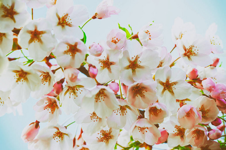 樱花或樱桃树花盛开在春季维尔纽斯