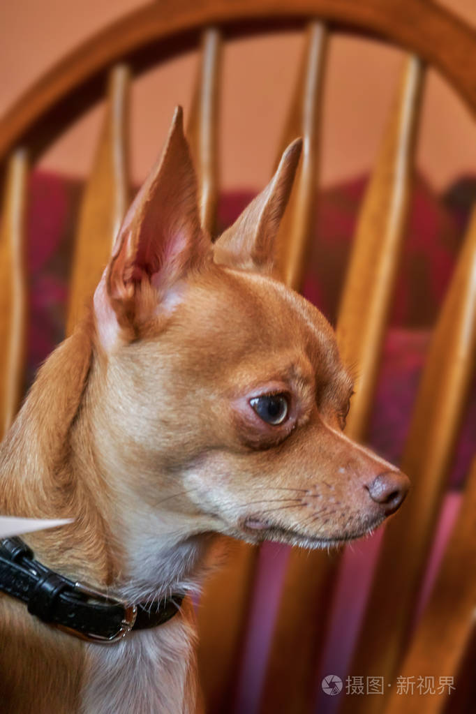 可爱的红吉娃娃在家里一个非常可爱的椅子上