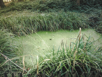 绿色水池, 生态系统