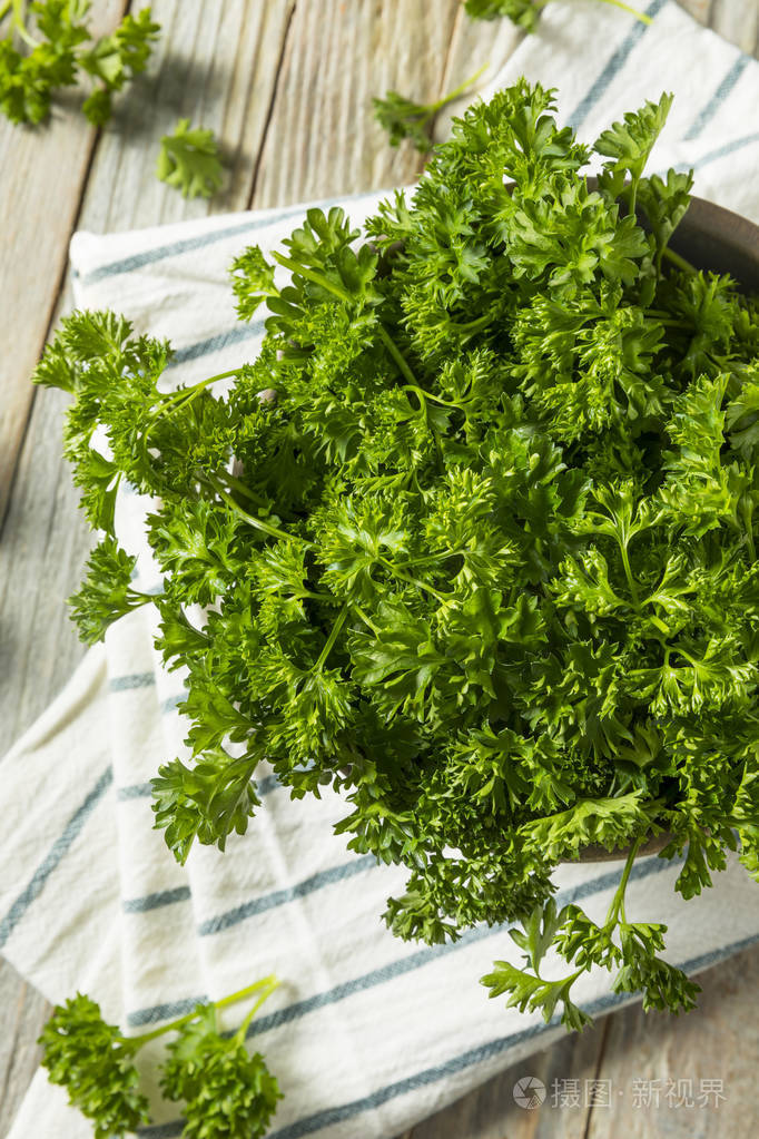 生绿色有机卷曲欧芹