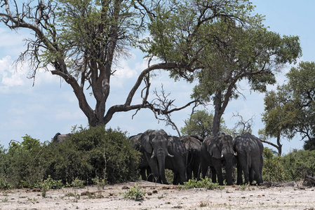 博茨瓦纳丘比国家公园的一棵树群下的大象群