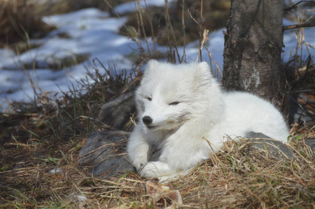 蜷缩在树下儿童和威尔士科吉狗坐在圣诞树下大灰狼躺在一棵树下狐狸在