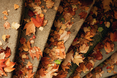 楼梯覆盖的叶子