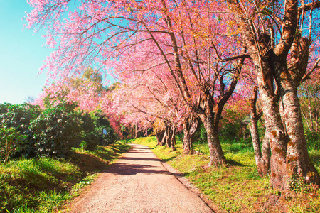 在一排樱桃花树和路径自然景观 backg