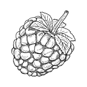 黑莓分支手绘草图浆果.成熟的黑莓分支隔离在照片