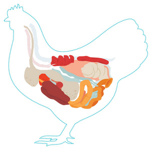鸡的消化器官图片
