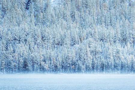 山湖岸边的雪林