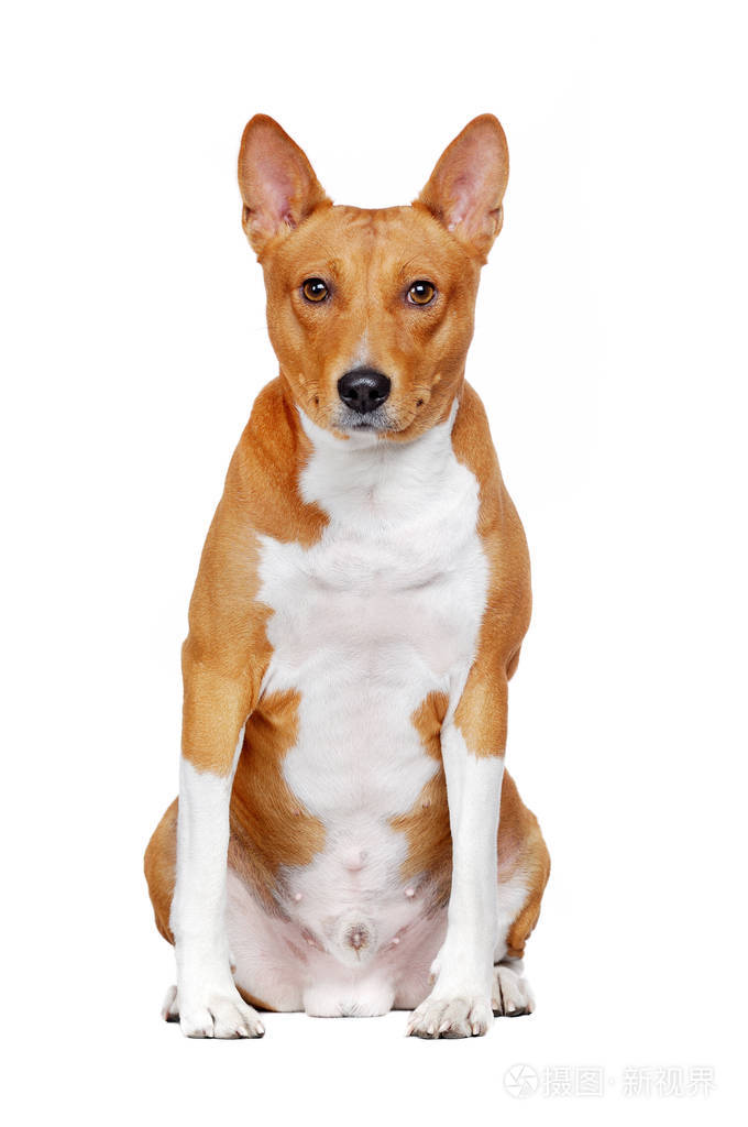 坐basenji 狗在白色演播室前面看法