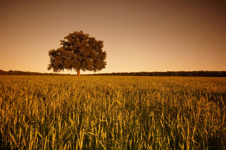 夕阳下绿色田野上那棵孤零零的大橡树