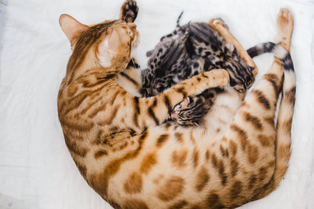 bengalcats 小猫舍