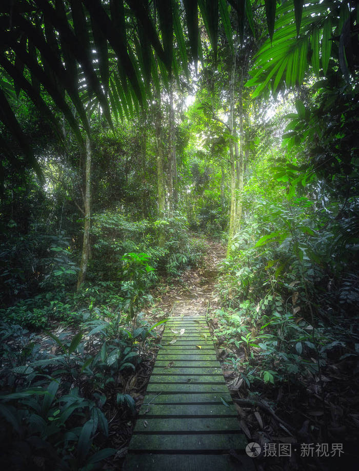 亚洲婆罗洲热带丛林