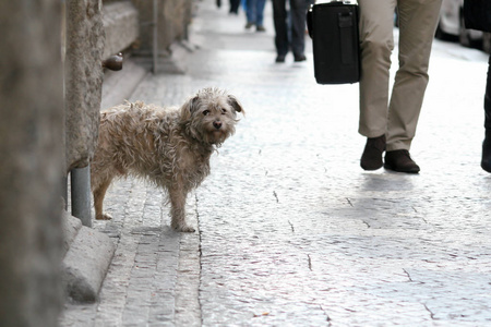 肮脏孤独的流浪狗在街上看起来很伤心从拐角处