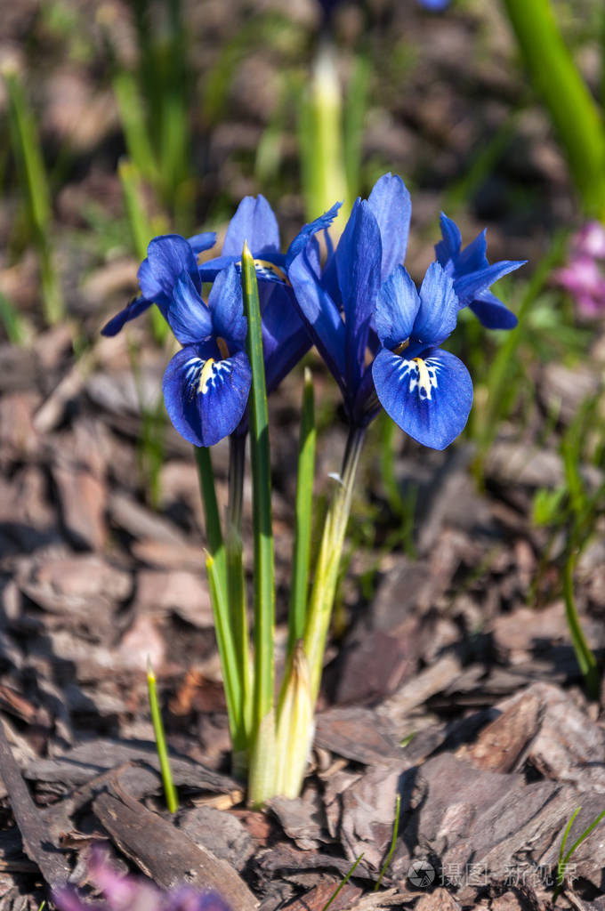 新鲜蓝色鸢尾花特写