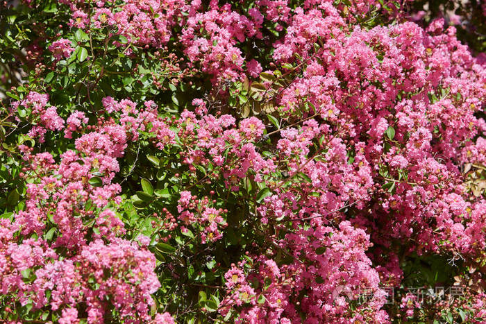 粉红色花灌木背景在一个阳光明媚的夏日