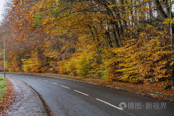 乡村道路与灯, 沿途黄绿色的树木, 秋季