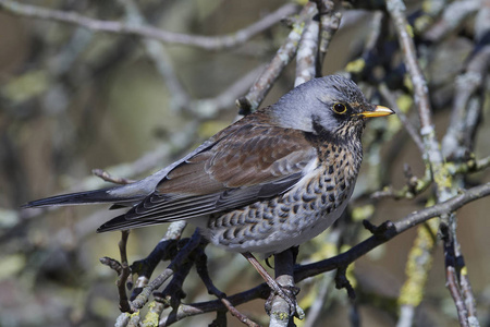 外勤Turdus Pilaris