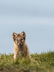 北极狐幼崽坐在绿草看着摄影机, 蓝天在后台。斯瓦尔巴特群岛, 挪威