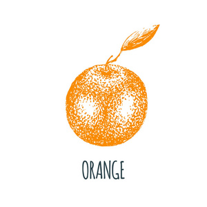 在白色背景手绘橙色。果的向量例证。素食素描。农产品市场产品
